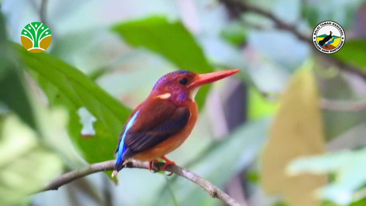 Artikel Konservasi Taman Nasional Bogani Nani Wartabone