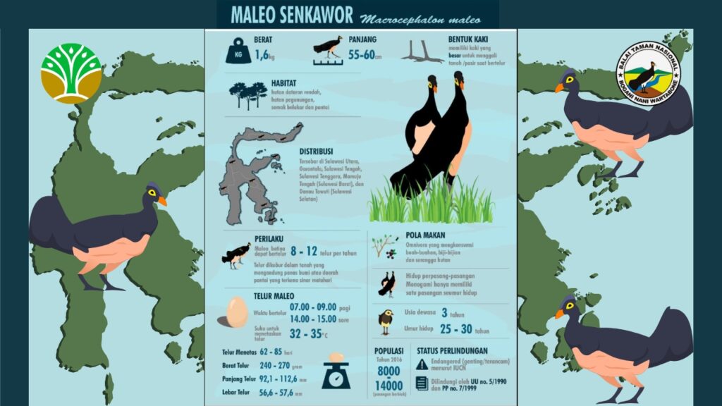 Flora dan Fauna yang Dilindungi Taman Nasional Bogani Nani Wartabone