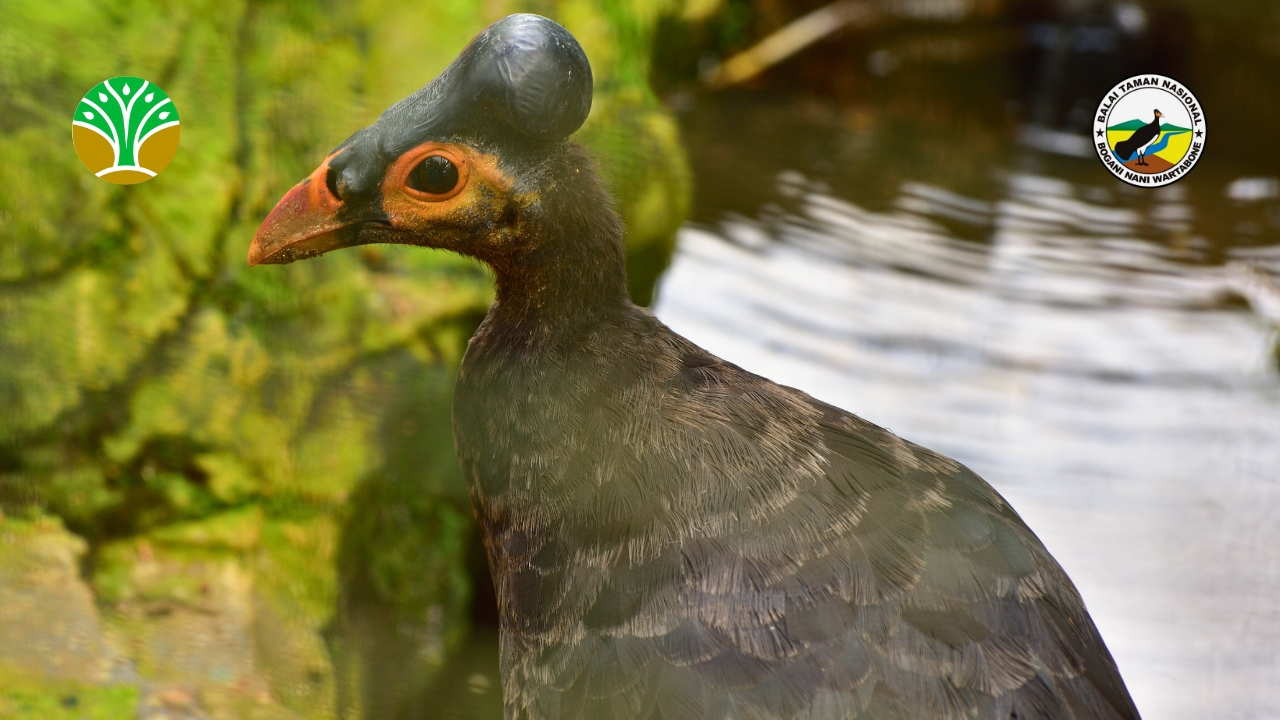 Manajemen Sanctuary Maleo Intensif