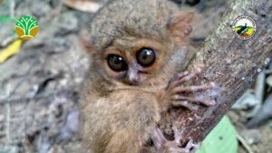 Mengenal Lebih Dalam Taman Nasional Bogani Nani Wartabone