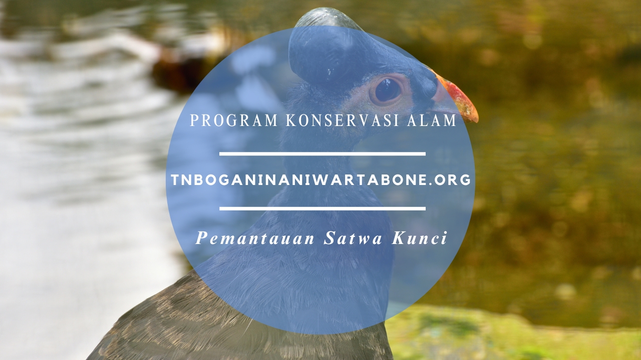 Pemantauan Satwa Kunci Taman Nasional Bogani Nani Wartabone