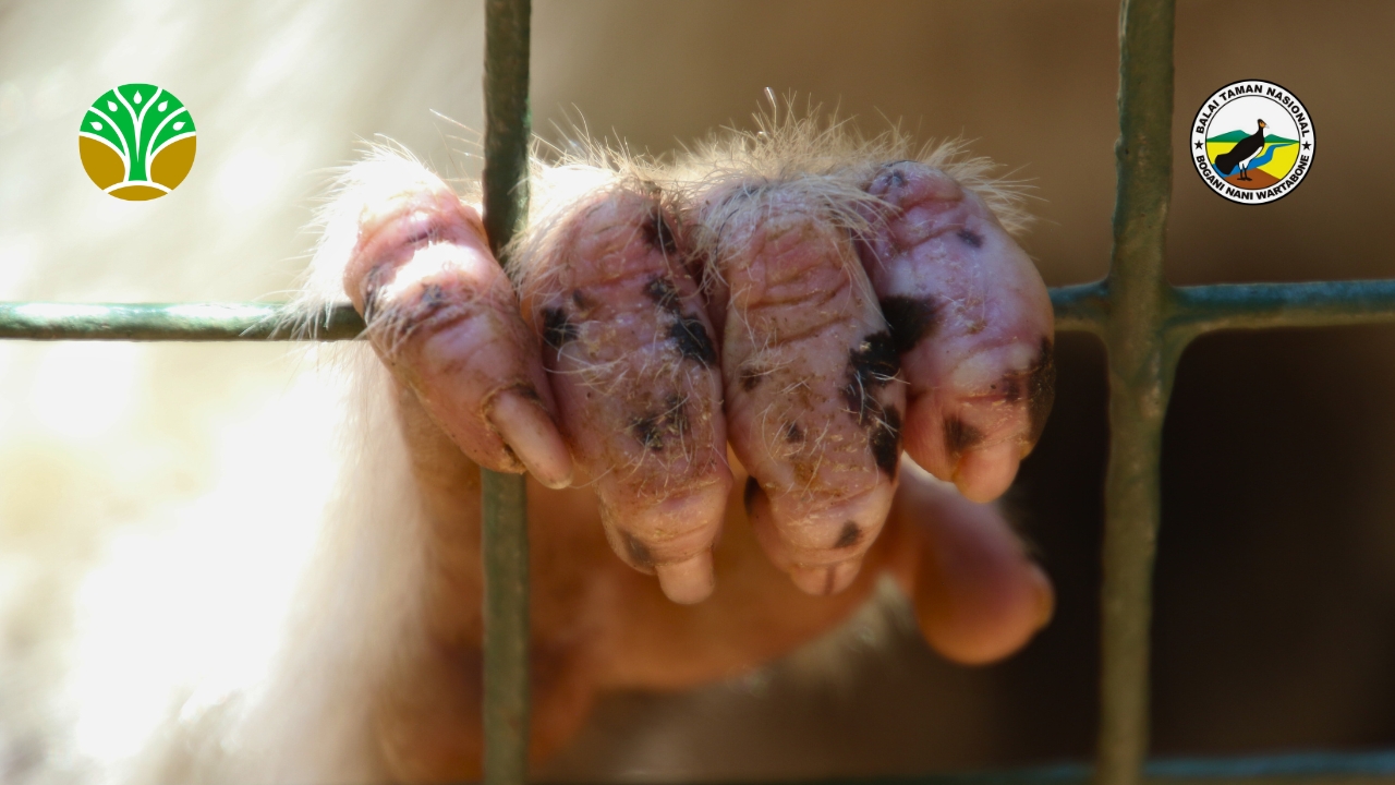 Pengendalian Jenis Invasif dan Penyakit