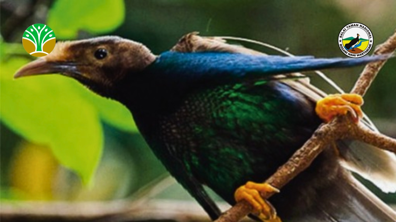 Taman Nasional Aketajawe Lolobata - Maluku Utara