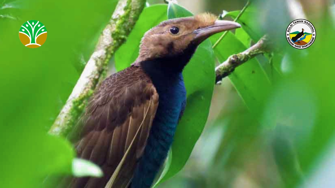 Taman Nasional Aketajawe Lolobata