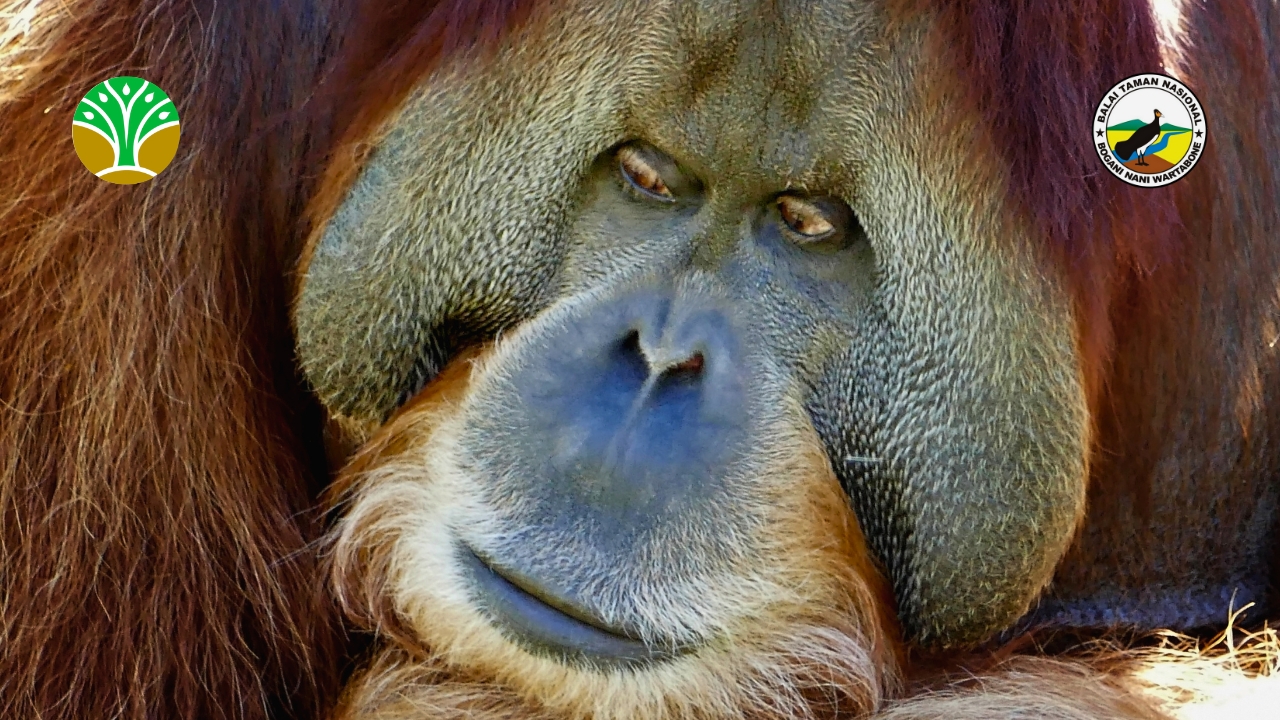 Taman Nasional Tanjung Puting - Kalimantan Tengah