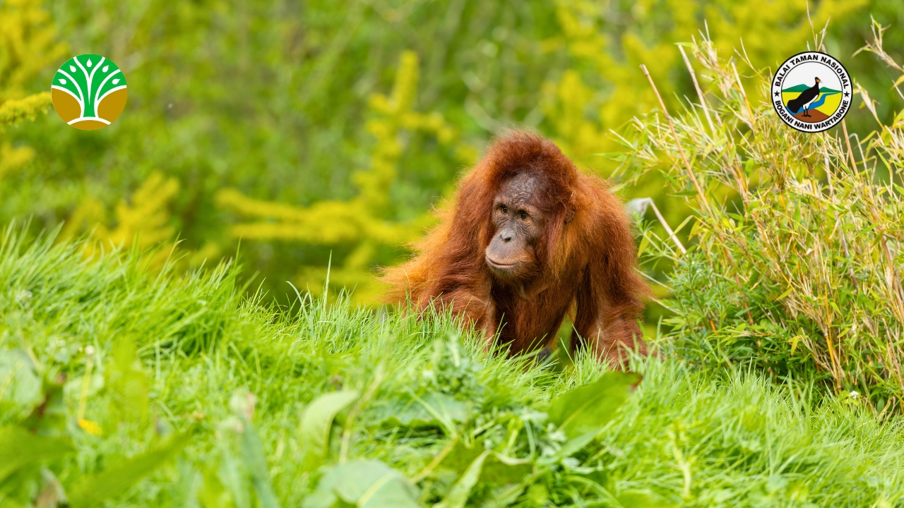 Taman Nasional Tanjung Puting