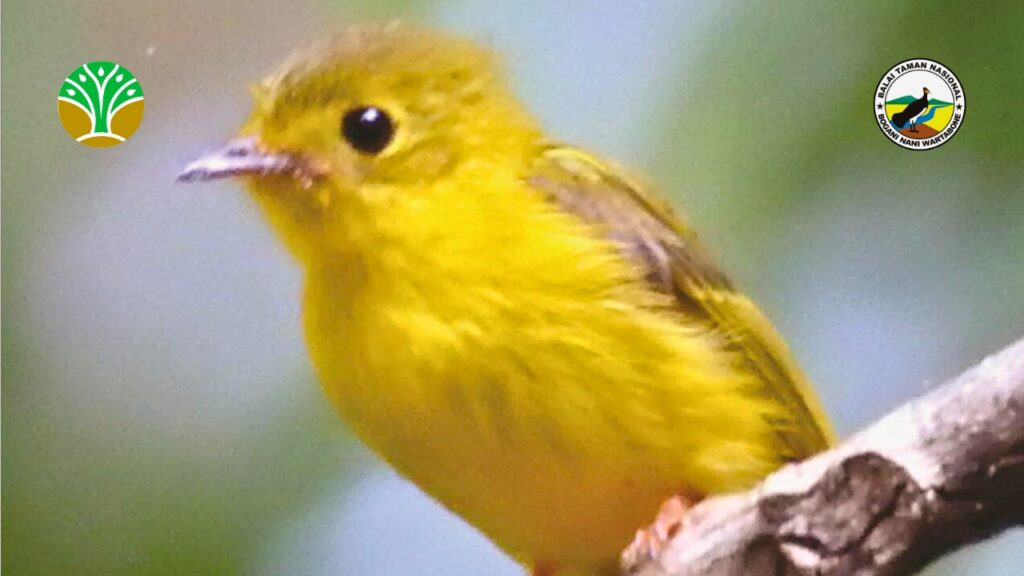 Visi Konservasi Taman Nasional Bogani Nani Wartabone